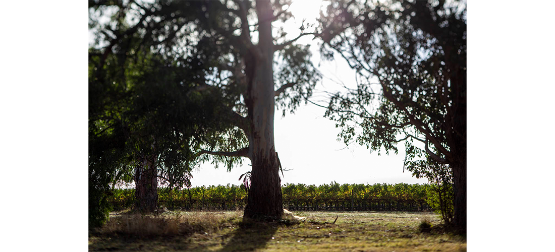 Trees in front of Helen's Hill vineyard